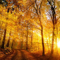 Autumn Glow