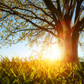 Earthen Oak