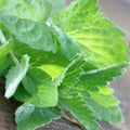 Eucalyptus & Spearmint