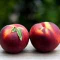 Georgia Peach
