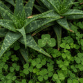 Green Clover & Aloe