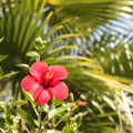 Hibiscus Palm