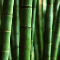 Himalayan Bamboo