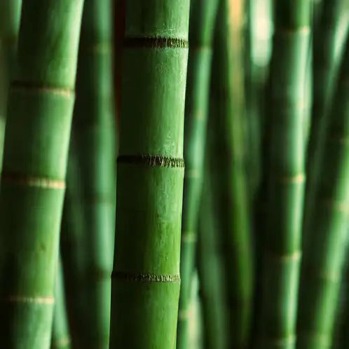 Himalayan Bamboo