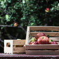 Honey Crisp Harvest