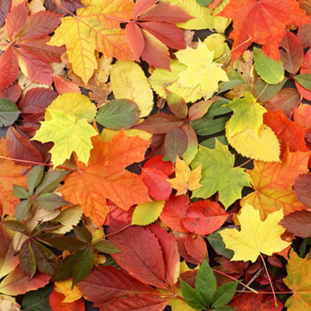 Leaves
