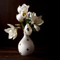 Magnolia Blossom