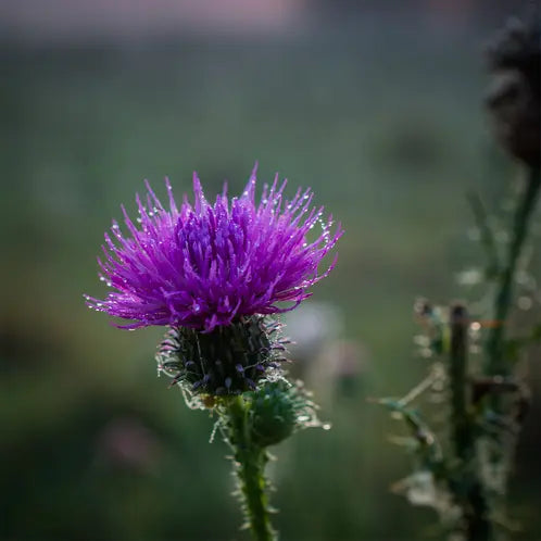 Meadow Thistle