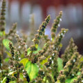 Patchouli