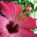 Hawaiian Pink Hibiscus