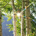 White Birch Shavings