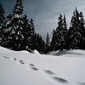 Black Cypress & Cedar