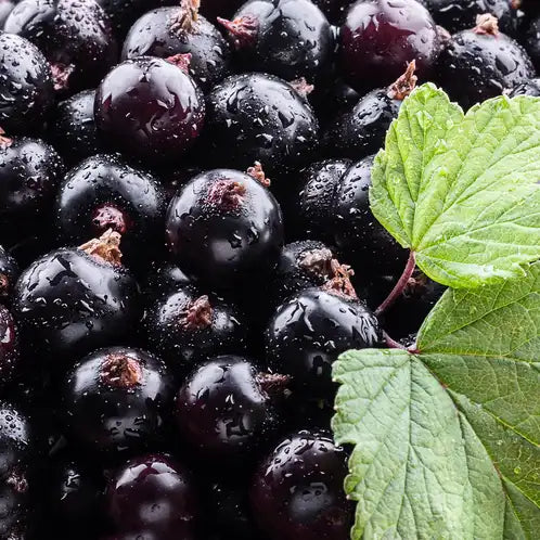 Blackberry Oud