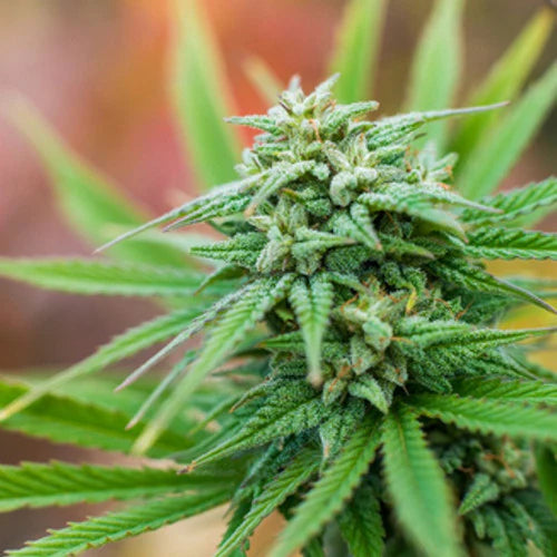 Cannabis Flower