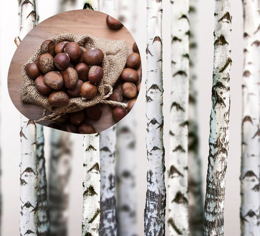 Chestnut & Birch