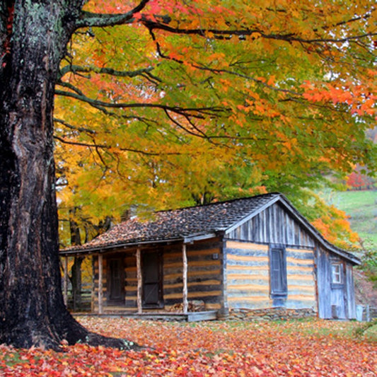 Cozy Cabin