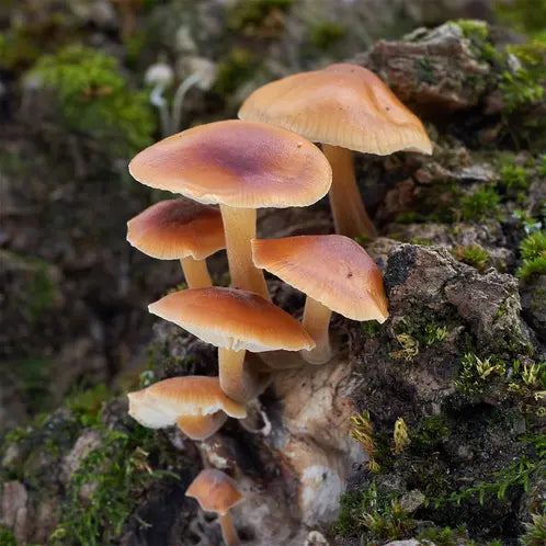 Enoki Forest