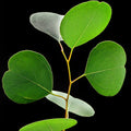 Eucalyptus