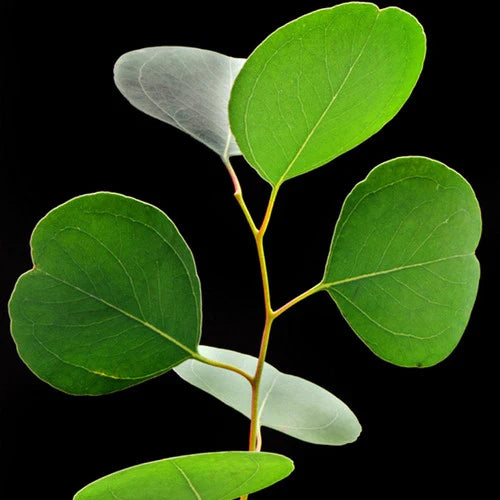 Eucalyptus
