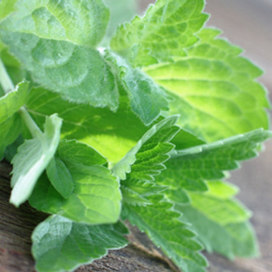 Eucalyptus & Spearmint
