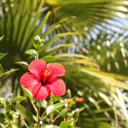 Hibiscus Palm