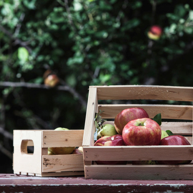 Honey Crisp Harvest