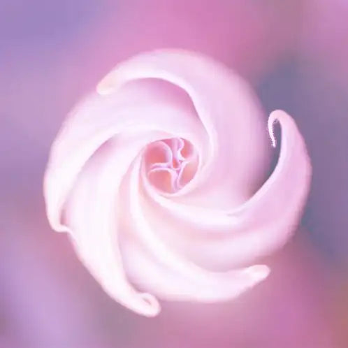 Moonflower Nectar