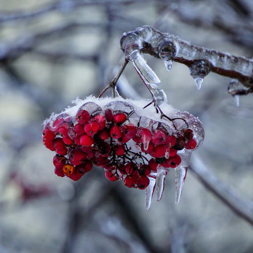 Snowberry Isicles