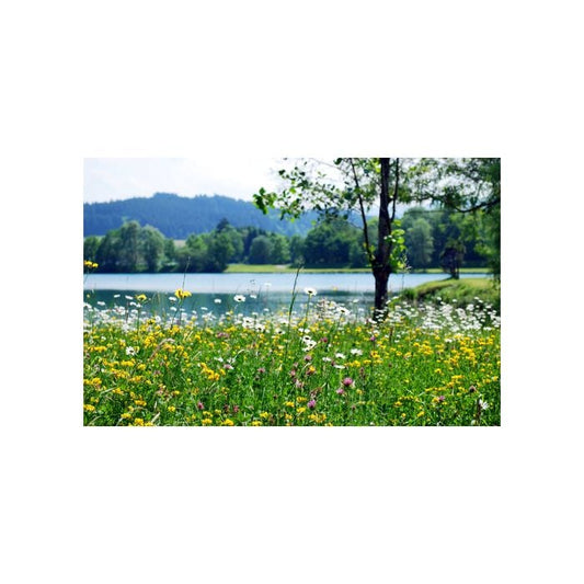 Spring Meadows