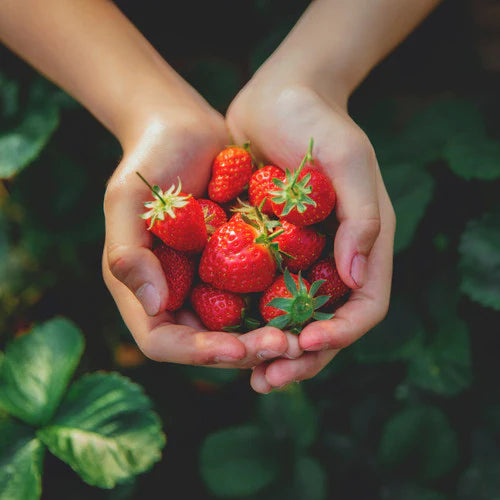 Sweet Strawberry