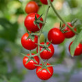 Tomato Vine Element