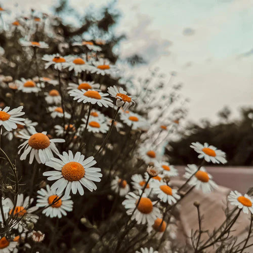 Wild Daisy Dream
