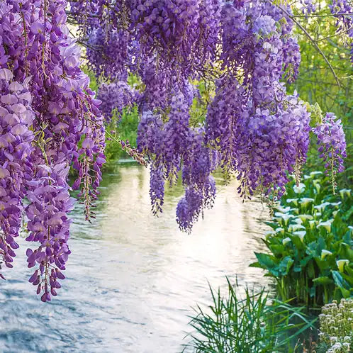 Wisteria Vines