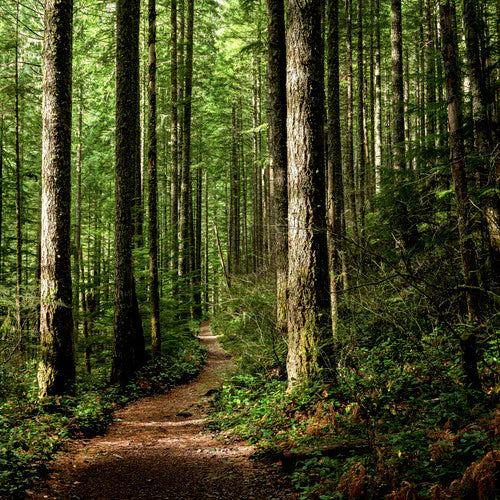 Woods & Earth