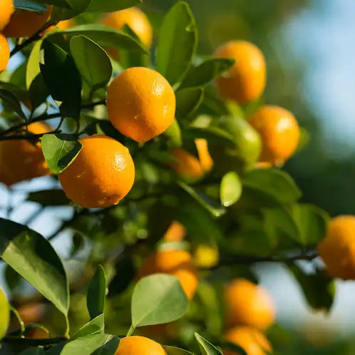 Citrus Odor