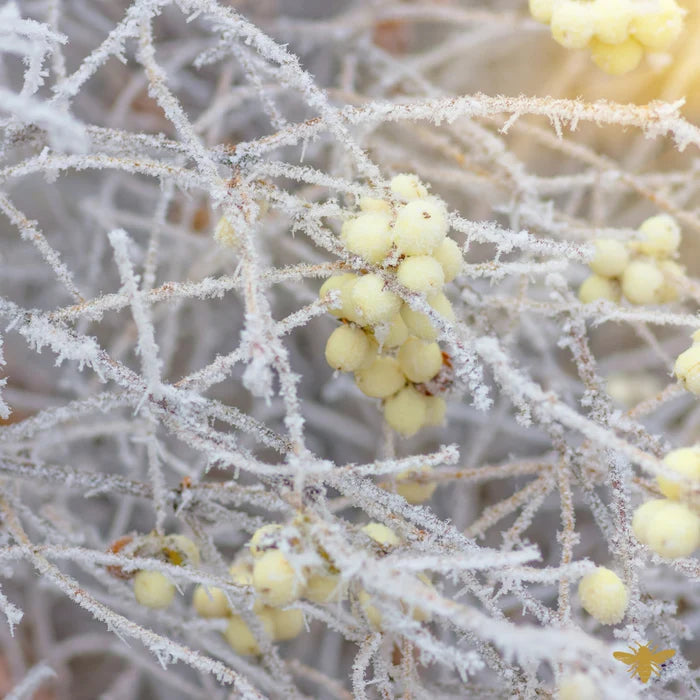Frosted Snowberry