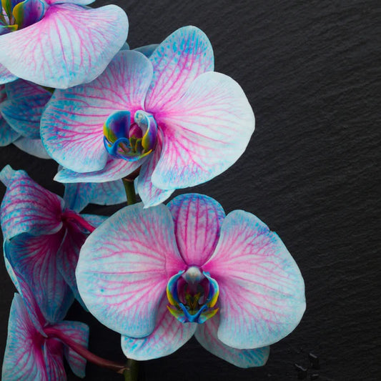 Haunted Orchid