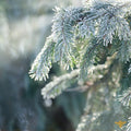 Nordic Pine