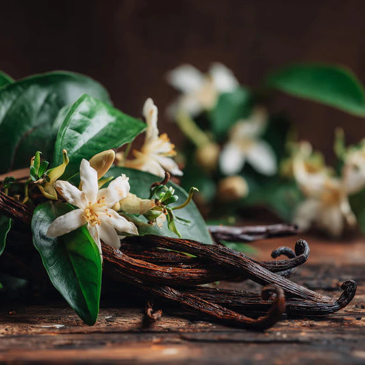 Vanilla Bloom