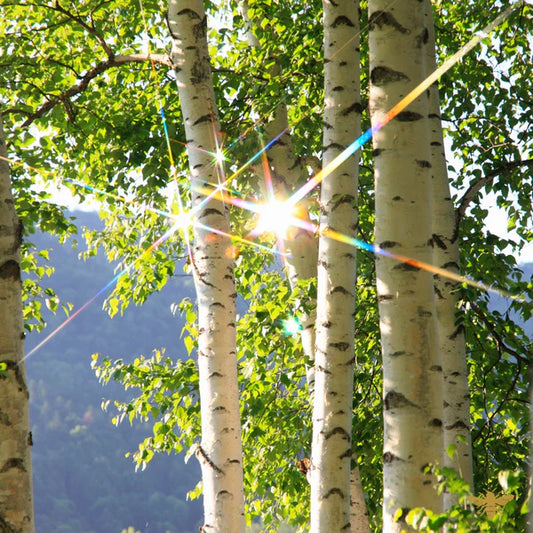 White Birch Shavings