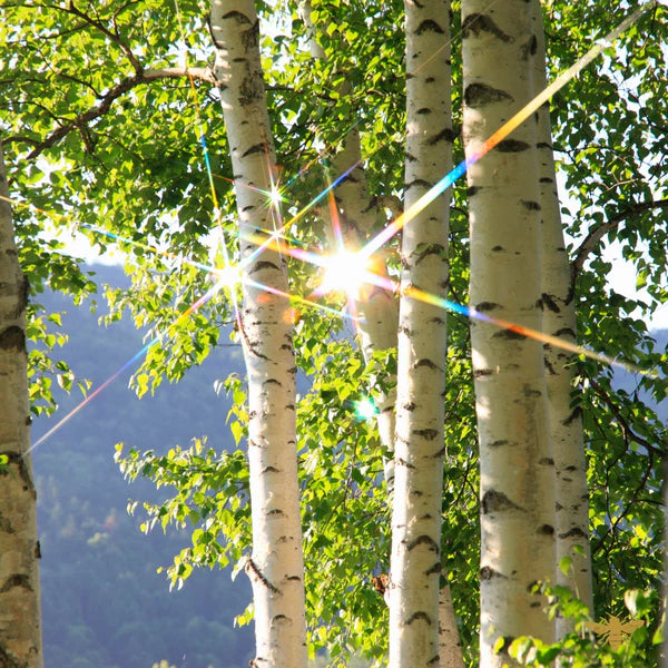 White Birch Shavings